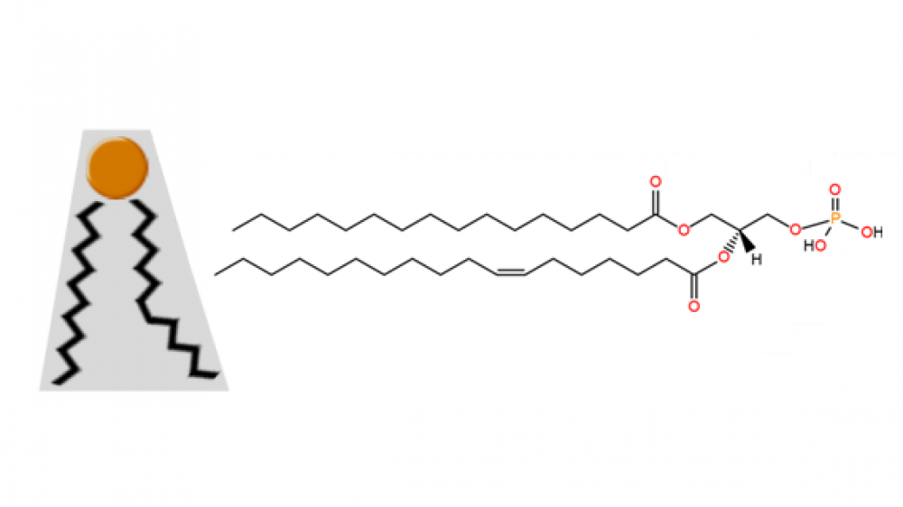 Phosphatidic acid structure